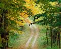 Nature (42)